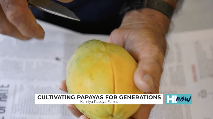 Bayer Hawaii partners with Kamiya Papaya: Cultivating papayas for over 50 years