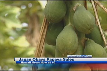Japan approves sale of Hawaii's genetically modified papayas