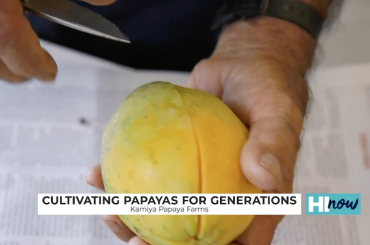 Bayer Hawaii partners with Kamiya Papaya: Cultivating papayas for over 50 years